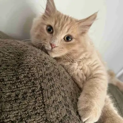 chat à vendre, View more