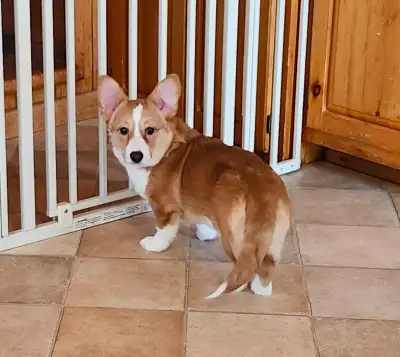 Welsh Corgi Pembrook Female, View more