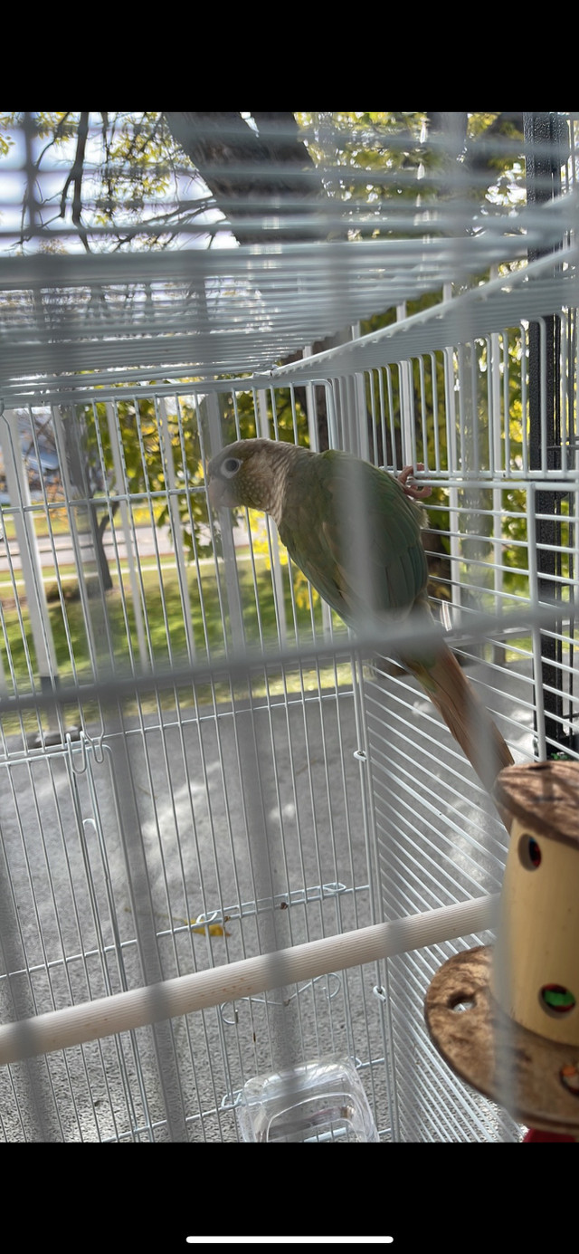 Cinnamon turquoise green cheek conure. in Birds for Rehoming in Edmonton - Image 2