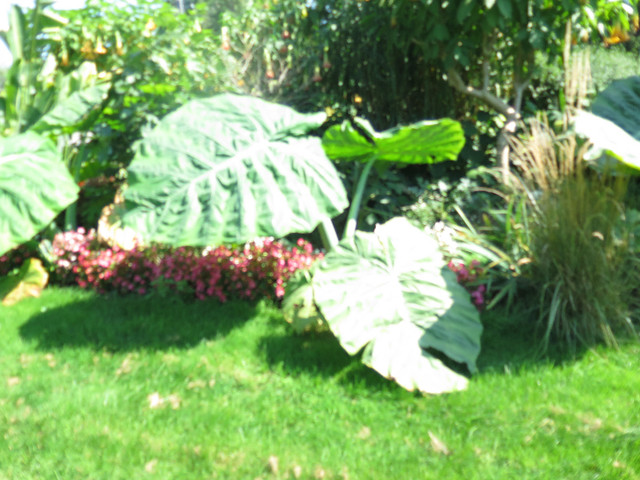 Giant Elephant Ears in Plants, Fertilizer & Soil in Markham / York Region - Image 2