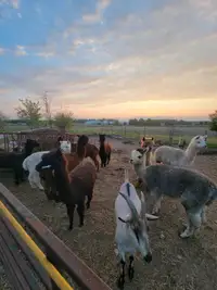 Alpacas for sale 