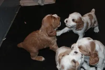 GORGEOUS COCKER X PUPPIES, View more