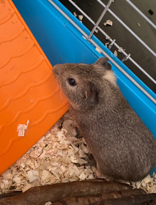 Guinea pigs to rehome! in Small Animals for Rehoming in Dartmouth - Image 2