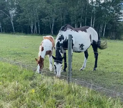 For Sale APHA Mare/ GHA filly, View more