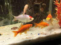 GOLDFISH FOR SALE $50 Pickering 