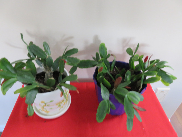 Christmas  Cactus  Plants in Plants, Fertilizer & Soil in Kelowna