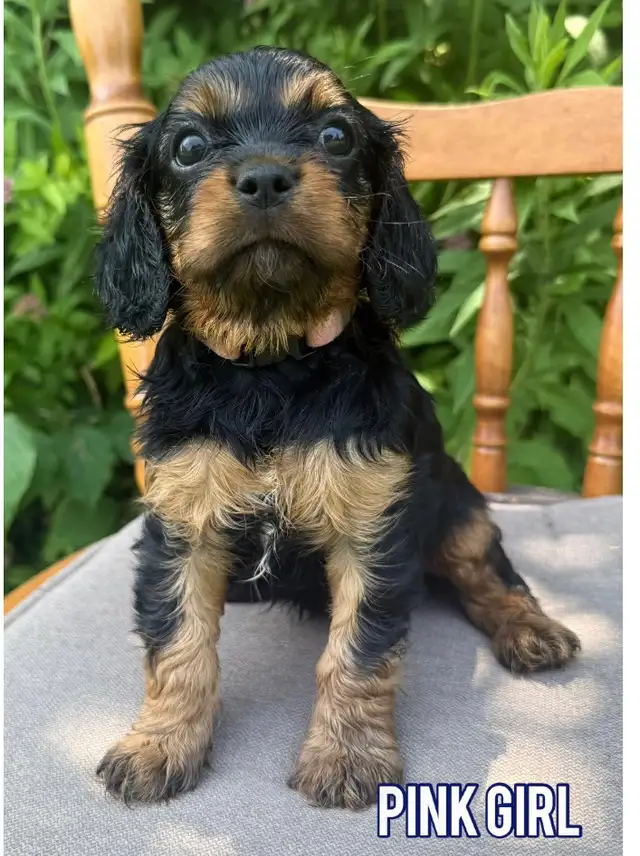 Cavalier King Charles puppy ❤️ in Dogs & Puppies for Rehoming in Ottawa - Image 3