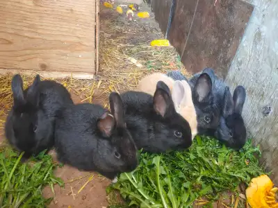 Bunnies for sell, View more