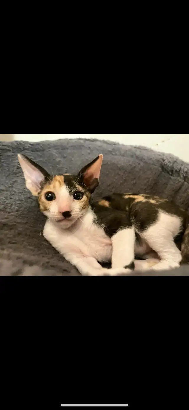 Cornish Rex Kittens
