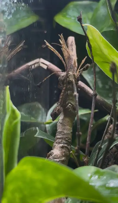 Dalmatian Anoles (Anolis sabanus), View more