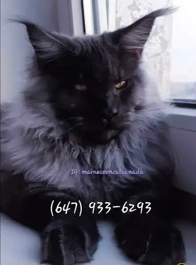 GIGANTIC MAINE COONS kittens, View more