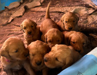 Golden Retriever Pups 