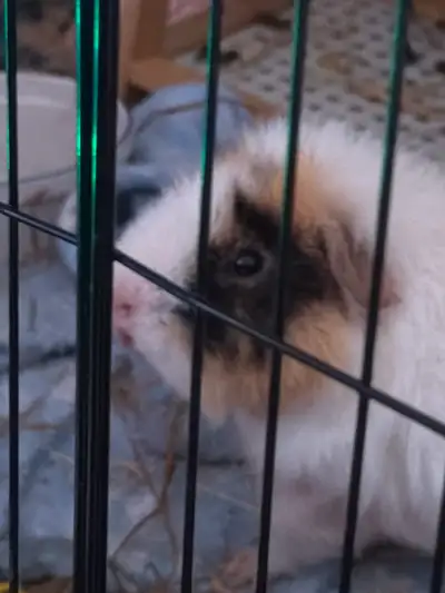 male Guinea pig, View more