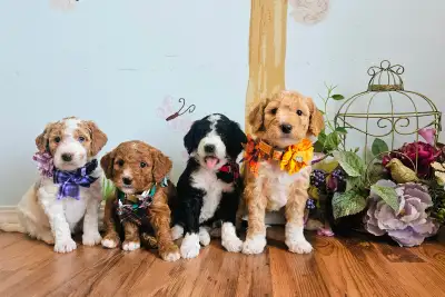 Gorgeous Goldendoodles! ❤️, View more