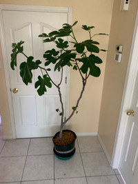 Figuier à vendre / Fig tree for sale