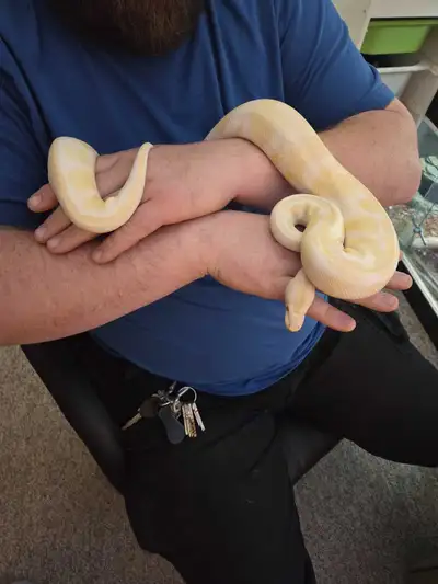 Albino Ball Python, View more