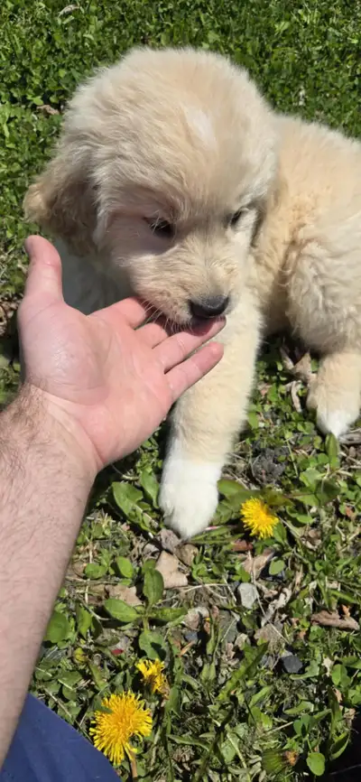 Puppies ready for their forever home, View more