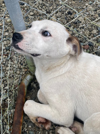 German ShepherdX Akbash male puppy **negotiable price
