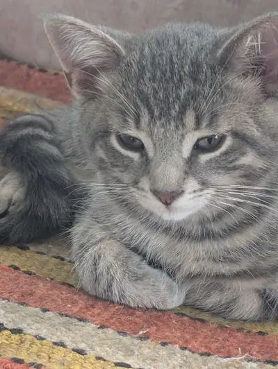 4 chatons a adopter, View more