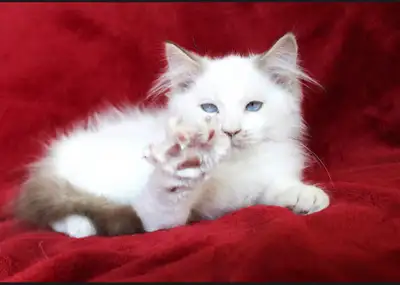 Welcome the love of Ragdoll kittens into your home! With their calm and affectionate nature, Ragdoll...