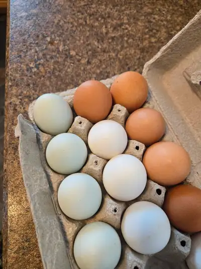$4.25 for an 18 or $3 a dozen Can be delivered if we are going that way. Eggs would be good for hatc...