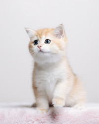 British shorthair golden kitten