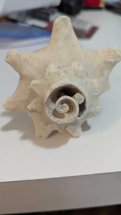 Seashell, View more