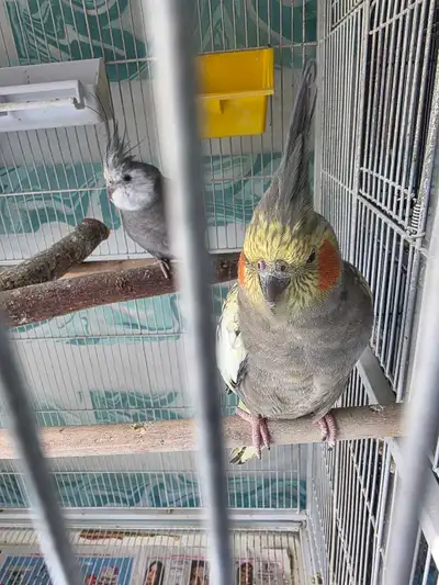 Lovely Cockatiels, View more