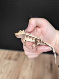 Baby crested gecko