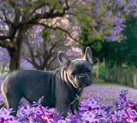 French bulldog female puppy available
