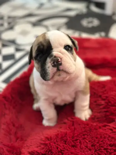 PUREBRED ENGLISH BULLDOGS CKC REGISTERED CHAMPION PARENTS, View more