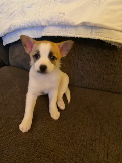 Jac-a-Ranion puppies, View more