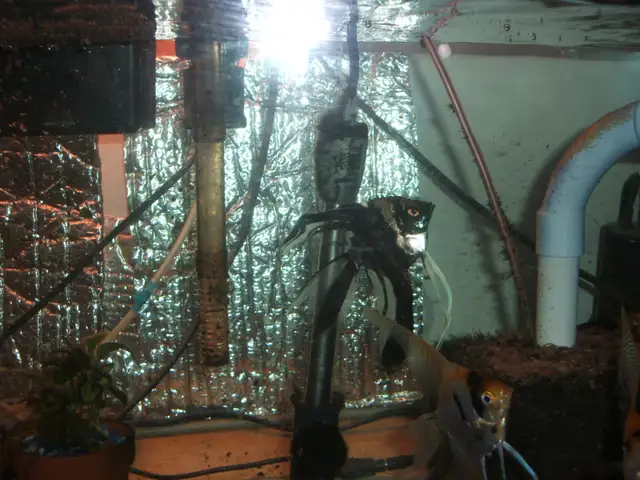 Freshwater tropical fish that can live in same aquarium in Fish for Rehoming in City of Toronto - Image 6