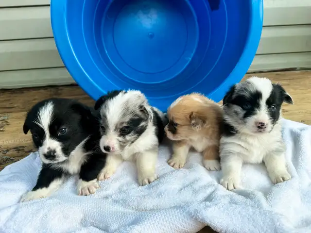 Fluffy Pembroke Welsh Corgi Puppies (2 litters) in Dogs & Puppies for Rehoming in Edmonton - Image 4