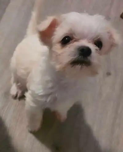 Maltese mix puppy  (cash only on pick up ), View more
