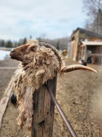 Angora Billy Goat head, View more
