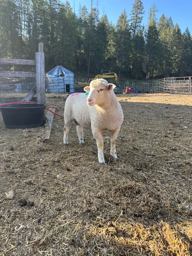 Registered Canadian Arcotts  in Livestock in Penticton - Image 3