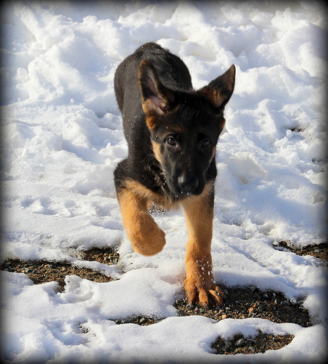 CKC. Registered WGSL Shepherds one 3mth old males available. in Dogs & Puppies for Rehoming in Sault Ste. Marie