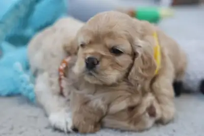 American Cocker Spaniel Pups, View more