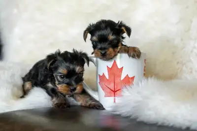 These two adorable hypoallergenic puppies were born May 2, and will be ready to go June 27. They are...