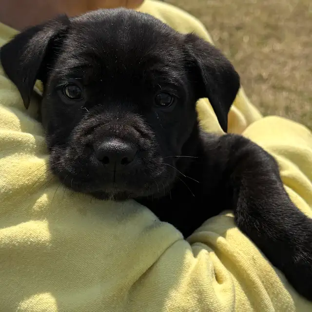 English bull dogs in Dogs & Puppies for Rehoming in Edmonton - Image 4