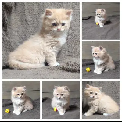 Ragdoll & Calico kitten- LAST ONE!, View more
