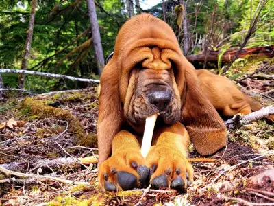 CKC Registered Bloodhound Puppies, View more