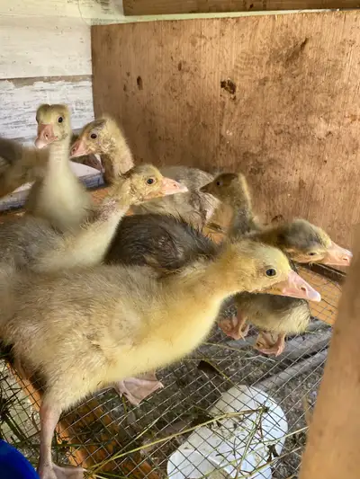 Embden Goslings, View more