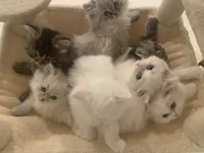 Persan chattons, View more