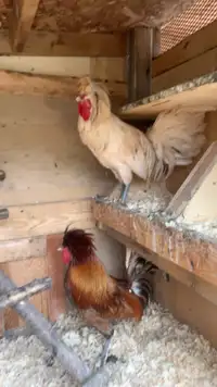 Free White Polish Rooster