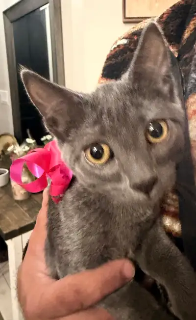 5 Russian blue kittens. All grey, View more