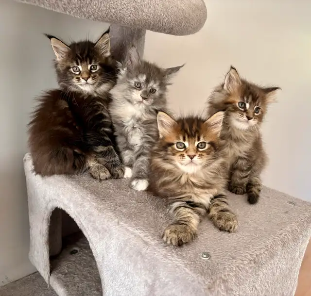 Maine Coon