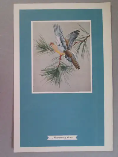 F. Lansdowne print - Mourning Dove (7 1/4 x 11 1/8 unframed), View more