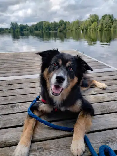 Loving shepherd/collie mix needs forever home!, View more